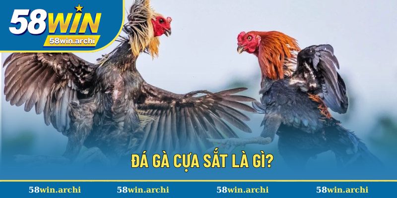 Đá gà cựa sắt là gì?