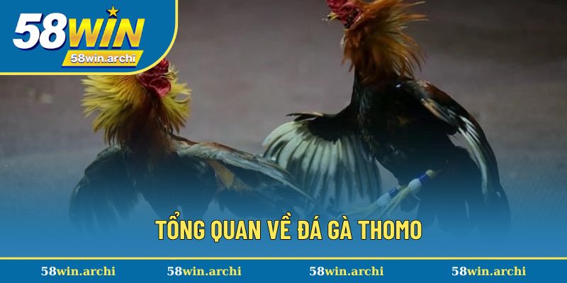 Tổng quan về đá gà Thomo